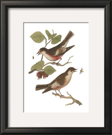 Antique Bird Pair I by James Bolton Pricing Limited Edition Print image