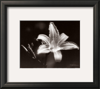 Day Lily by Harold Silverman Pricing Limited Edition Print image