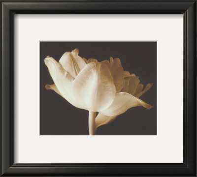 Champagne Tulip Iv by Charles Britt Pricing Limited Edition Print image