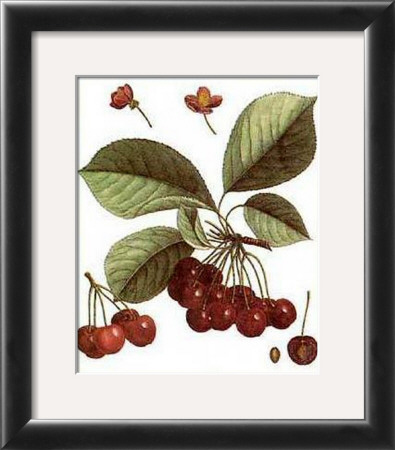 Cherries by Henri Du Monceau Pricing Limited Edition Print image