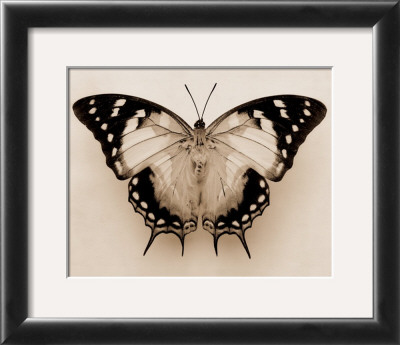 Polyura Pyrrhus, Ventral View by Raquel Edwards Pricing Limited Edition Print image