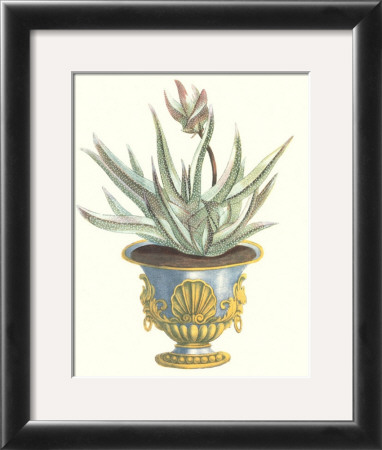 Aloe Africana by Johann Wilhelm Weinmann Pricing Limited Edition Print image