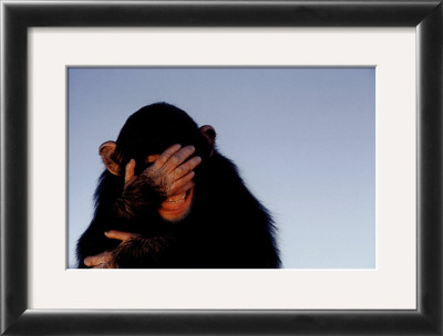 Embarrassed Chimpanzee by Tim Davis Pricing Limited Edition Print image