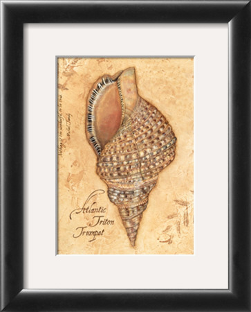 Discover, Shell by Stephanie Marrott Pricing Limited Edition Print image
