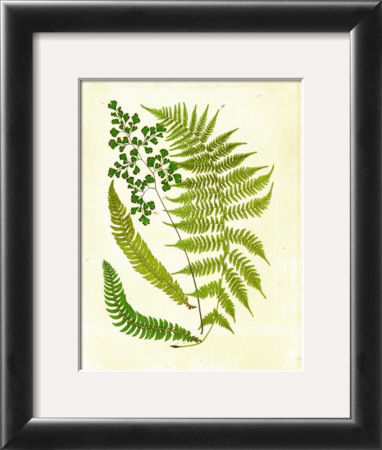 Fern With Crackle Mat Ii by Samuel Curtis Pricing Limited Edition Print image