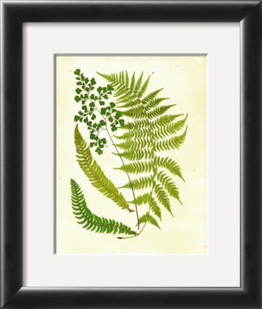 Fern With Crackle Mat Ii by Samuel Curtis Pricing Limited Edition Print image