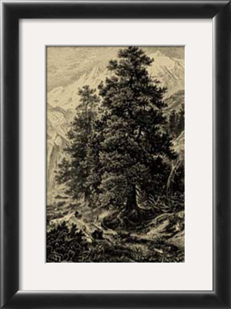 Arolla Pine by Ernst Heyn Pricing Limited Edition Print image