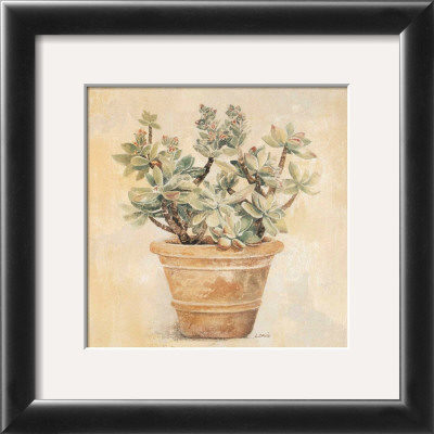 Crassula by Laurence David Pricing Limited Edition Print image