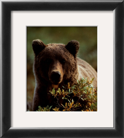 Grizzly Bear by John Pezzenti Jr Pricing Limited Edition Print image