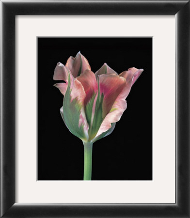 Tulipa China Town by Derek Harris Pricing Limited Edition Print image