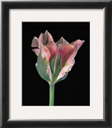 Tulipa China Town by Derek Harris Pricing Limited Edition Print image