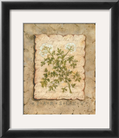 Vintage Herbs, Parsley by Constance Lael Pricing Limited Edition Print image