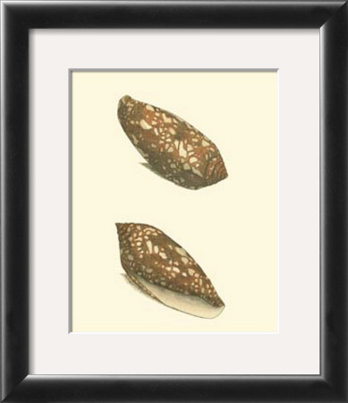 Cone Shells by George Shaw Pricing Limited Edition Print image
