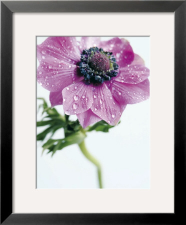 Anemone Rose by Amelie Vuillon Pricing Limited Edition Print image