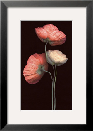Poppy Trio by S. G. Rose Pricing Limited Edition Print image