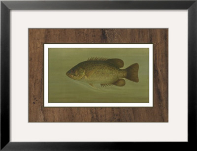 Rock Bass by Harris Pricing Limited Edition Print image