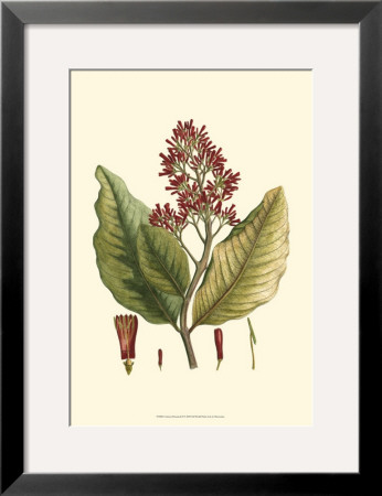 Crimson Botanical Ii by Hierseman Pricing Limited Edition Print image
