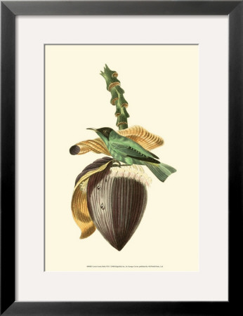 Exotic Birds Viii by Georges Cuvier Pricing Limited Edition Print image