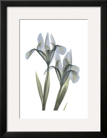 Japanese Iris by Albert Koetsier Pricing Limited Edition Print image
