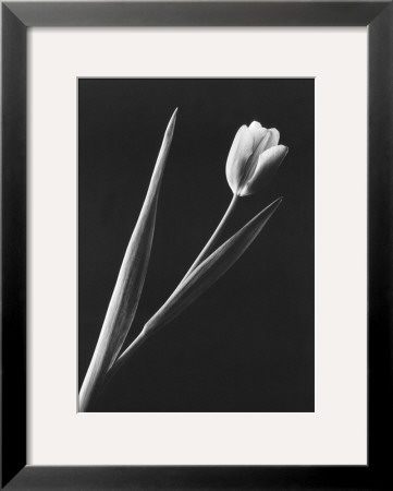 Tulip by Pike Pricing Limited Edition Print image