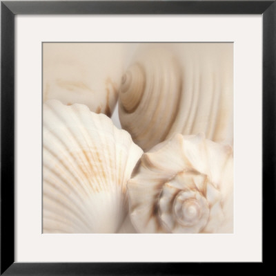 Shells Ii by Jan Lens Pricing Limited Edition Print image