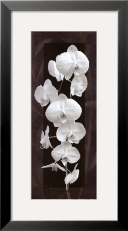 Orchid Opulence Ii by Katrina Craven Pricing Limited Edition Print image