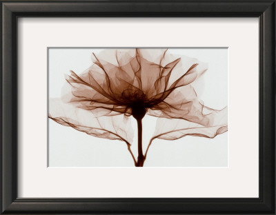 A Rose by Steven N. Meyers Pricing Limited Edition Print image