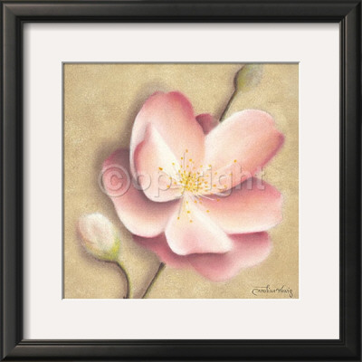 Apple Blossom I by Caroline Wenig Pricing Limited Edition Print image