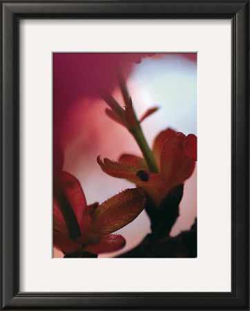 Prunus Iii by Marc Ayrault Pricing Limited Edition Print image