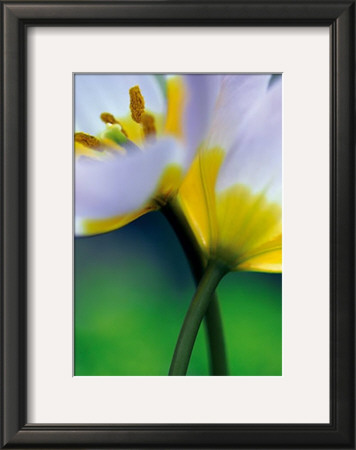 Tulipe Vii by Marc Ayrault Pricing Limited Edition Print image