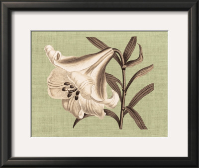 Regence Lily Iii by Sarah E. Chilton Pricing Limited Edition Print image