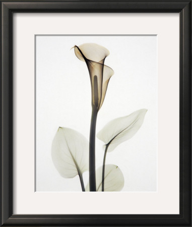 Calla I by Albert Koetsier Pricing Limited Edition Print image