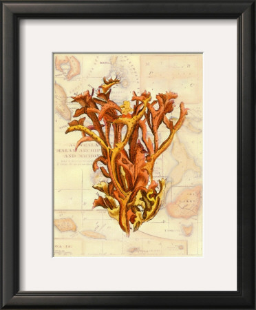 Exotic Map With Coral Ii by Deborah Bookman Pricing Limited Edition Print image