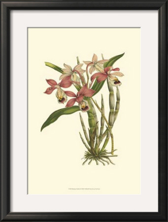 Blushing Orchids Ii by Van Houtt Pricing Limited Edition Print image