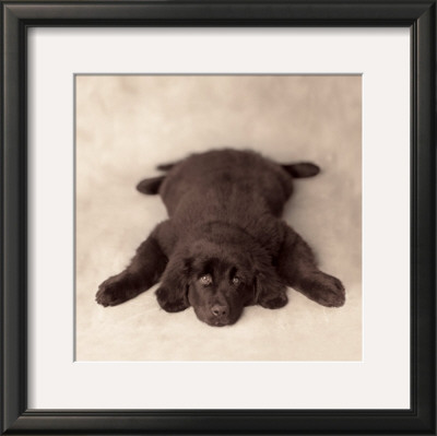 Oscar by Rachael Hale Pricing Limited Edition Print image
