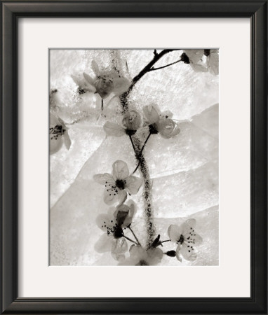 Cherry Blossoms In Winter by Ryuijie Pricing Limited Edition Print image