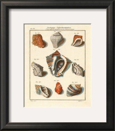 Conchylien Cabinet I by W. Martini Pricing Limited Edition Print image