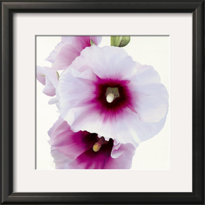 White Hollyhock I by Stephanie Andrew Pricing Limited Edition Print image