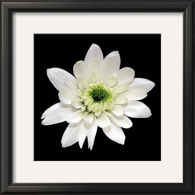 Monochrome Daisy by George Fossey Pricing Limited Edition Print image