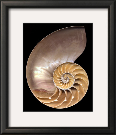 Chambered Nautilus by Harold Feinstein Pricing Limited Edition Print image