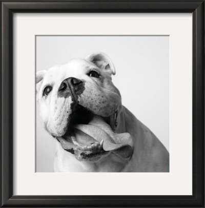 Luca by Amanda Jones Pricing Limited Edition Print image