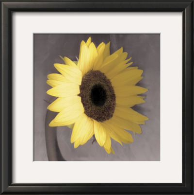 Sunflower by Erin Clark Pricing Limited Edition Print image