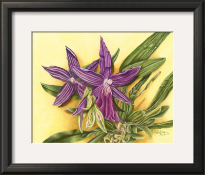 Vibrant Orchid Iv by Gloria J. Callahan Pricing Limited Edition Print image