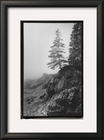 Lone Tree by Laura Denardo Pricing Limited Edition Print image