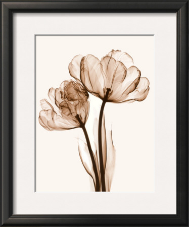 Parrot Tulips Ii by Steven N. Meyers Pricing Limited Edition Print image