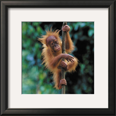 Hanging Around by Anup Shah Pricing Limited Edition Print image