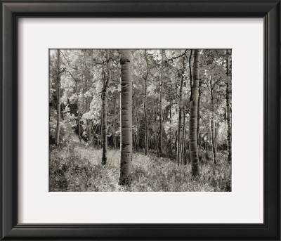 Birch Clearing by Brett Aniballi Pricing Limited Edition Print image