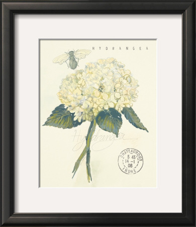 Claire’S Garden Lace Hydrangea by Elissa Della-Piana Pricing Limited Edition Print image