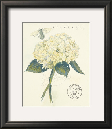 Claire's Garden Lace Hydrangea by Elissa Della-Piana Pricing Limited Edition Print image