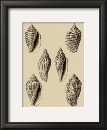 Shells On Khaki Xii by Denis Diderot Pricing Limited Edition Print image